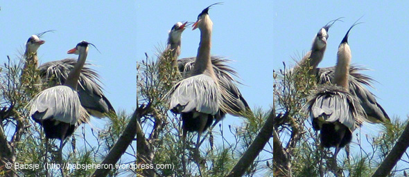 The Herons engage each other during a break in nest building - babsjeheron  © Babsje (https://babsjeheron.wordpress.com)