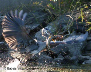 Great Blue Heron lands a large fish - babsjeheron  © Babsje (https://babsjeheron.wordpress.com)