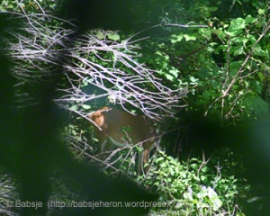 Deer viewed through leaves of blind.