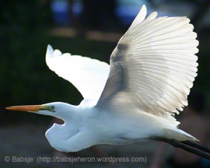 Egret flying. © Babsje (https://babsjeheron.wordpress.com)
