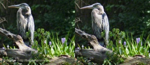 At left, the great blue heron perches on a log. The heron had been resting in this position for a long time, but then the subtle shift of her head, at right, signaled that she was suddenly watching something new across the cove.