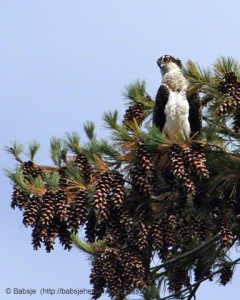 Young osprey perched amid pinecones  - babsjeheron    © Babsje (https://babsjeheron.wordpress.com)