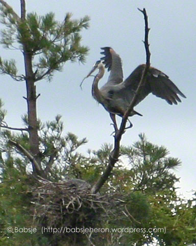 Four weeks after mating, a Great Blue Heron returns to the nest and presents a stick to the mate, hunkered down atop the eggs about to hatch - babsjeheron   © Babsje (https://babsjeheron.wordpress.com)