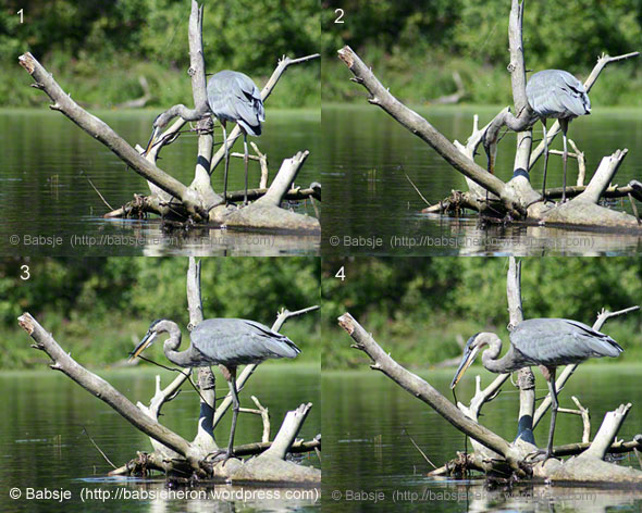 Great blue heron fishing using a twig to attract the fish - sequence.