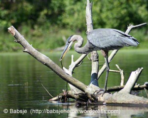 Great blue heron fishing using a twig to attract the fish.