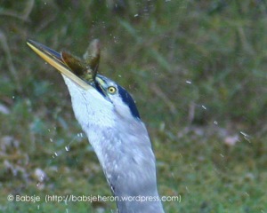 Great Blue Heron Swallows Two-foot Long Fish  © Babsje (https://babsjeheron.wordpress.com)
