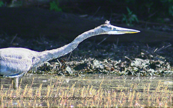 Great Blue Heron fledgling wondering where he put his glasses, erm dragonfly - babsjeheron  © Babsje (https://babsjeheron.wordpress.com)