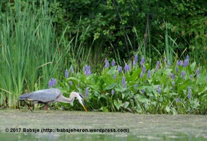 Great Blue Heron With Pickerel Weed - babsjeheron © Babsje (https://babsjeheron.wordpress.com)