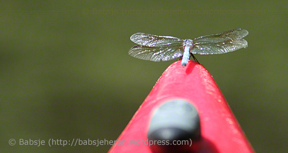 Dragonfly Hitchhiker - babsjeheron © 2021 Babsje (https://babsjeheron.wordpress.com)