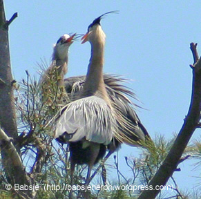 Great Blue Herons pair bonding - babsjeheron © Babsje (https://babsjeheron.wordpress.com)